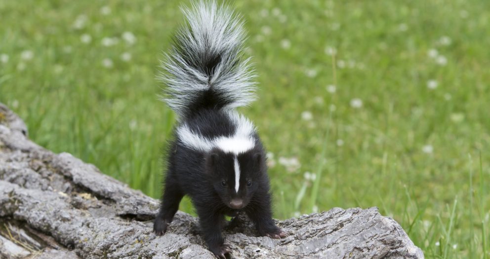 Why does cannabis smell skunky?