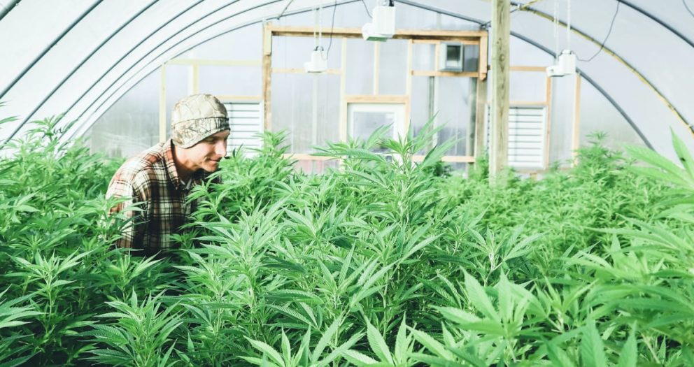 Planet 13 Makes a Big Move to Grow Its California Cannabis Business
