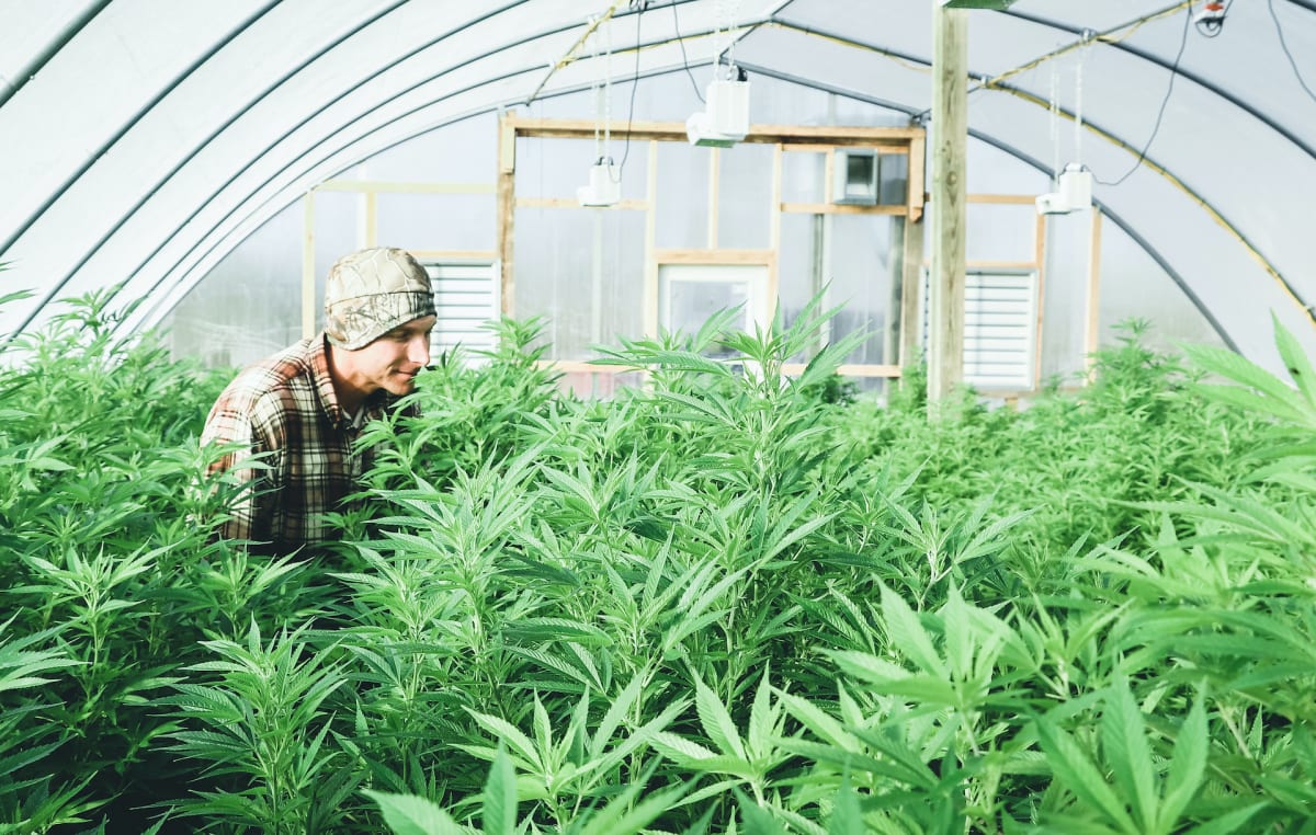 Planet 13 Makes a Big Move to Grow Its California Cannabis Business