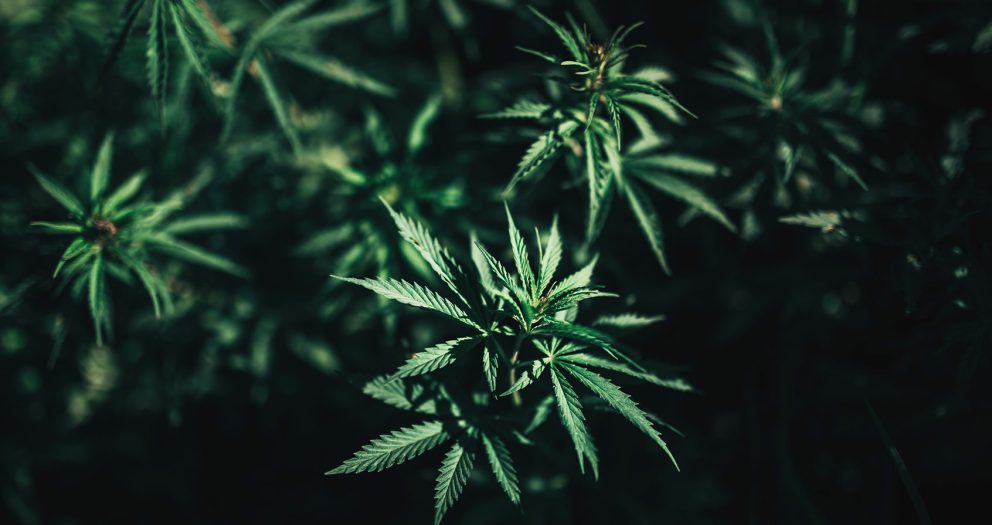 Could cannabis prevent COVID? To the authors of a new study, it sure looks like it