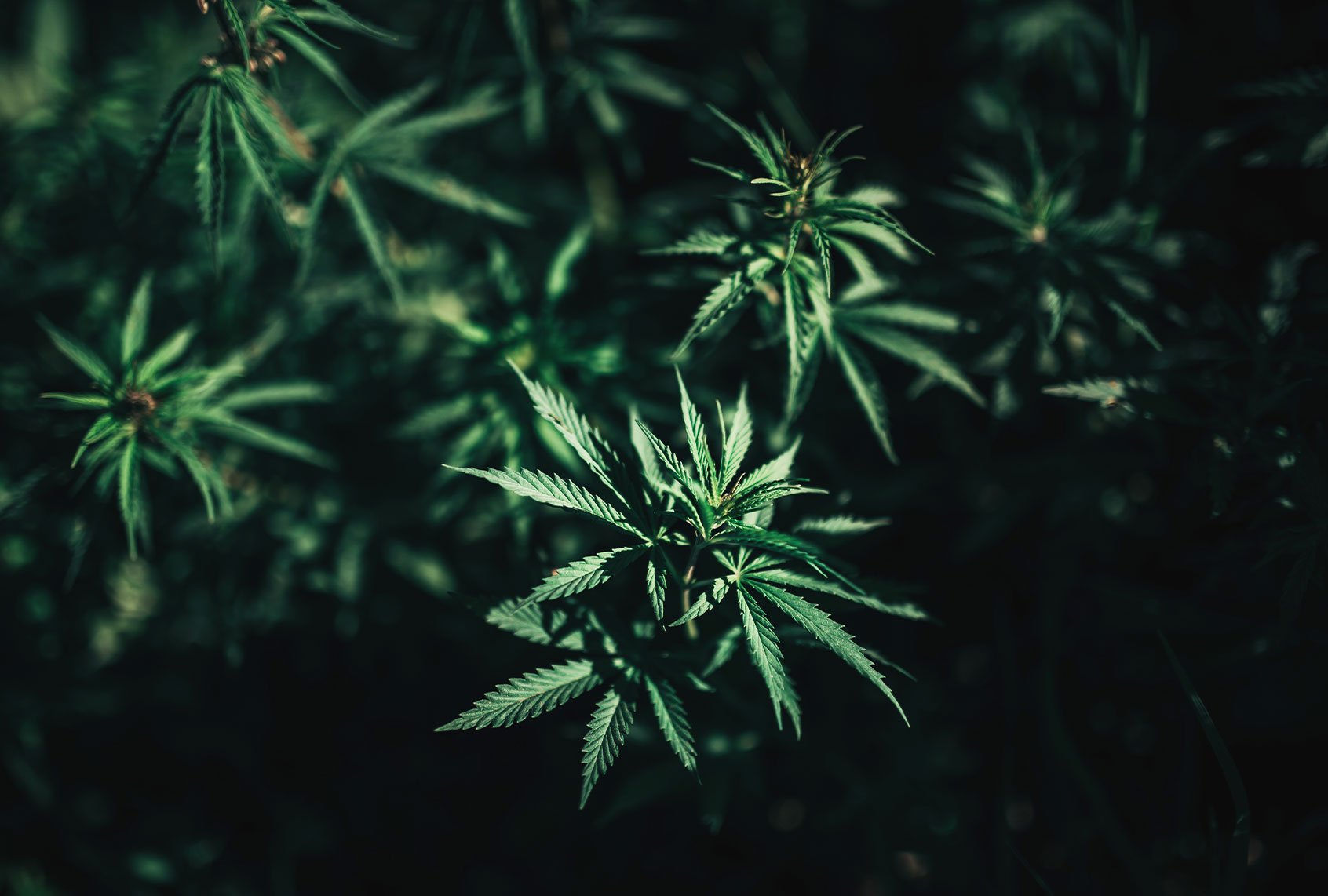 Could cannabis prevent COVID? To the authors of a new study, it sure looks like it