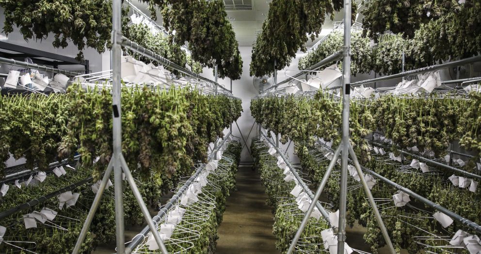 Cannabis stocks offer higher growth at lower valuations, ETF manager says — the top 2022 trend he’s watching