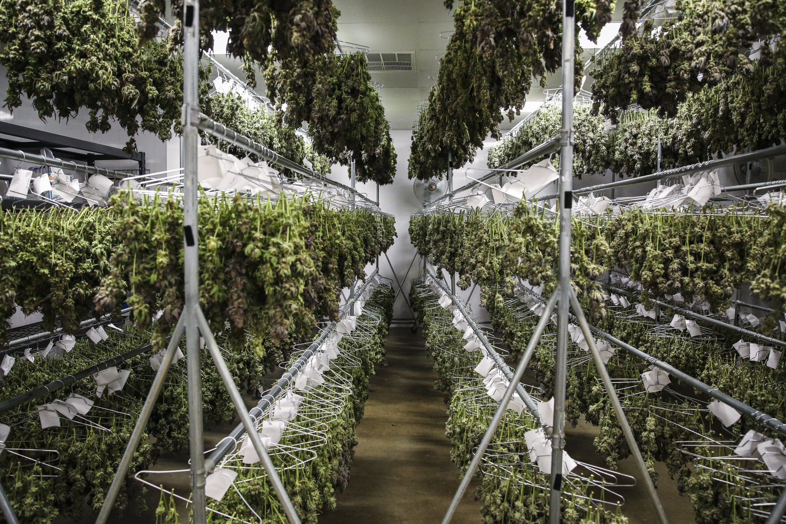 Cannabis stocks offer higher growth at lower valuations, ETF manager says — the top 2022 trend he’s watching