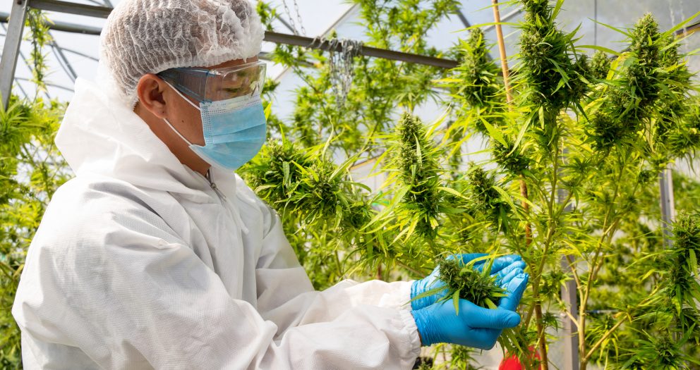 Outdated Cannabis Regulations Are Holding Back COVID-19 Research