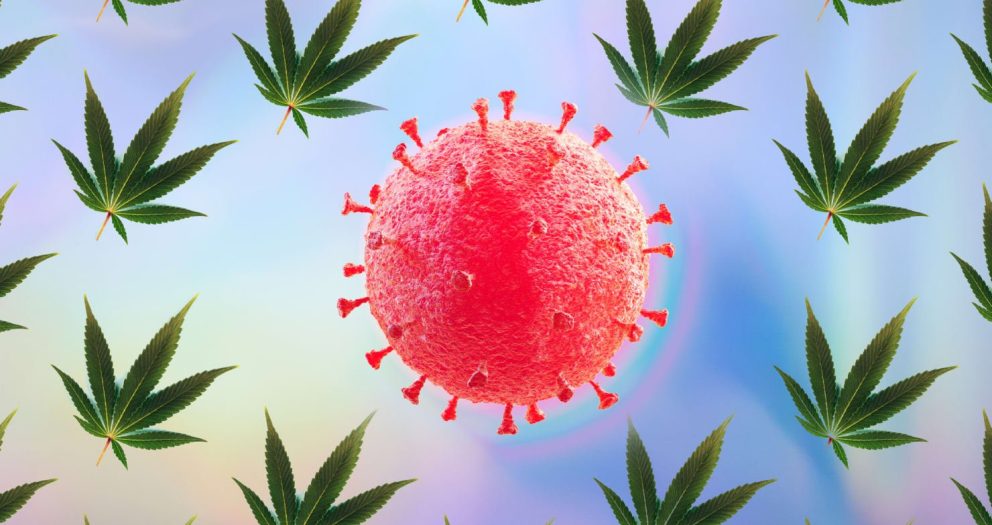 We’re Ignoring What CBD Could Do for COVID—at Our Own Peril