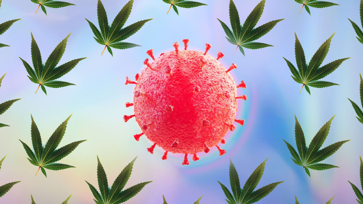 We’re Ignoring What CBD Could Do for COVID—at Our Own Peril