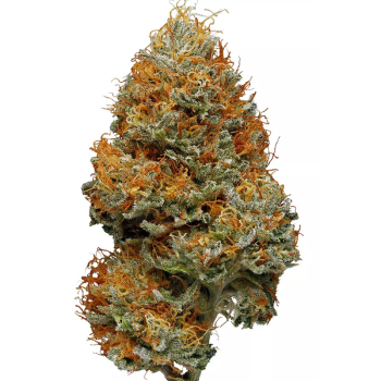 Blissful Wizard Strain