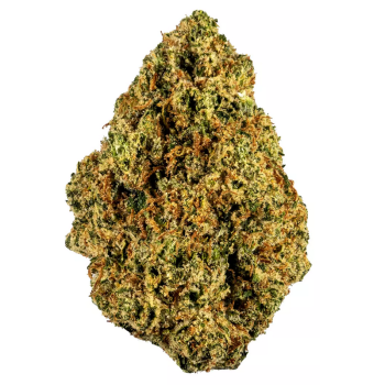 King Tut strain