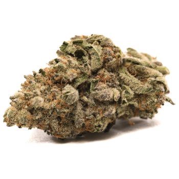 King Tut strain