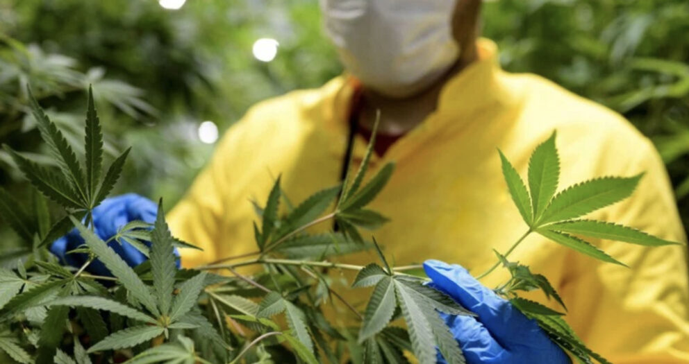 Légalisation du cannabis : Al Hoceima, Chefchaouen et Taounate, zones concernées