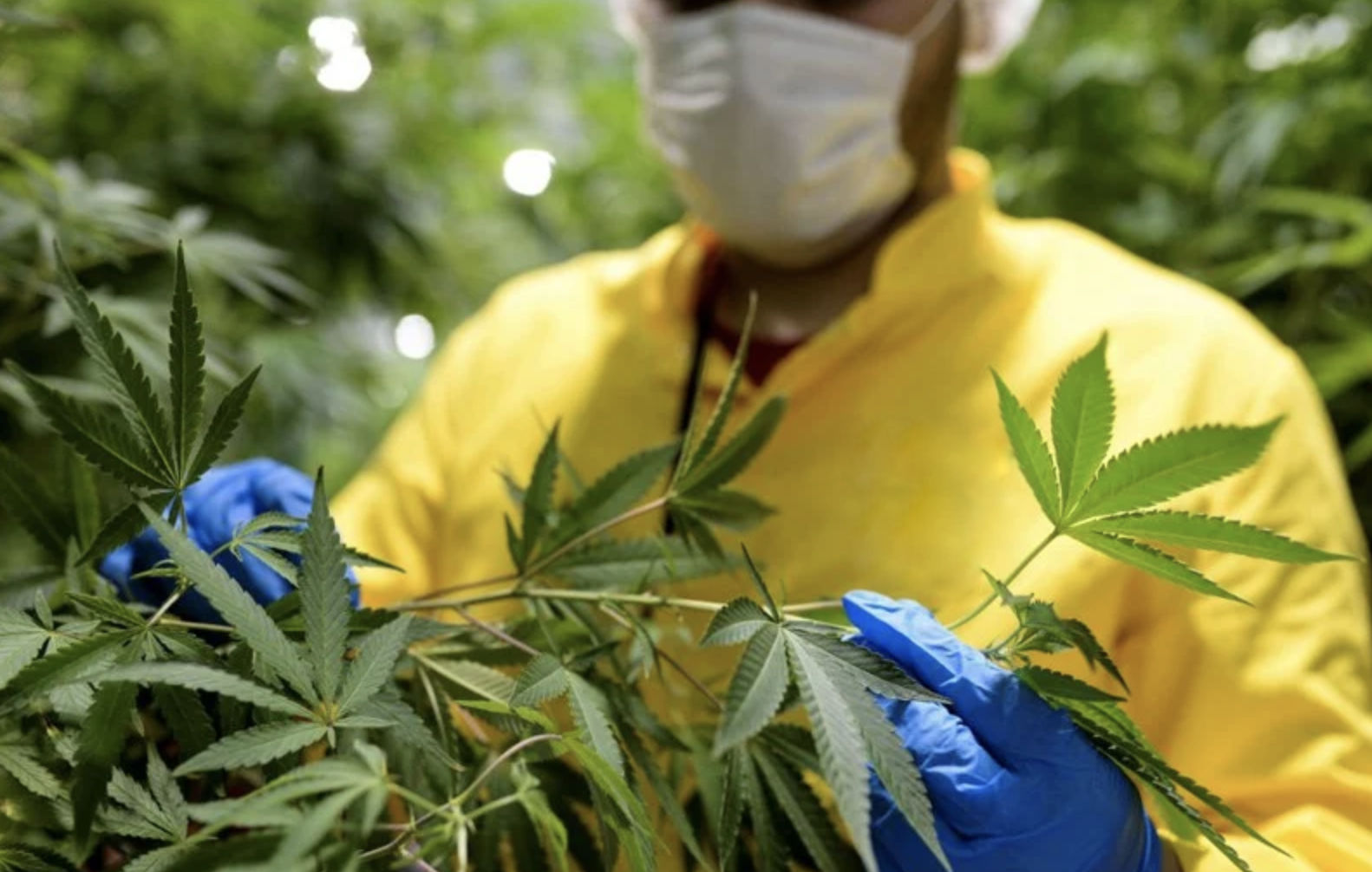 Légalisation du cannabis : Al Hoceima, Chefchaouen et Taounate, zones concernées