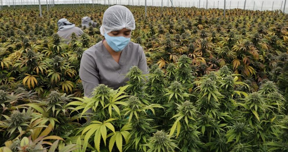 Antioquia tiene 200 licencias para cultivo de cannabis
