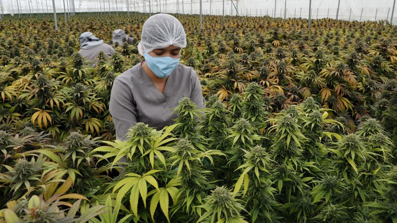 Antioquia tiene 200 licencias para cultivo de cannabis
