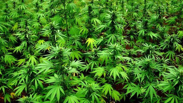 News24.com | OPINION | Keep off the grass: Less is more in cannabis regulation