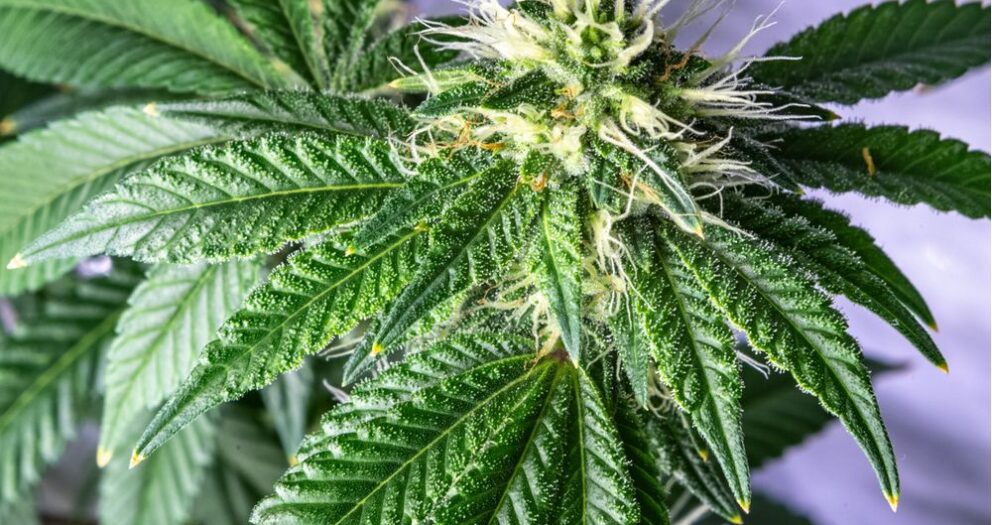 Supreme Court to hear challenge of Quebec cannabis law