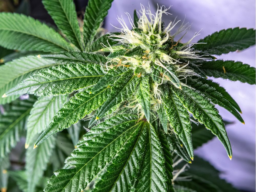 Supreme Court to hear challenge of Quebec cannabis law