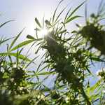 Another alleged cannabis distributor to the Cape nabbed