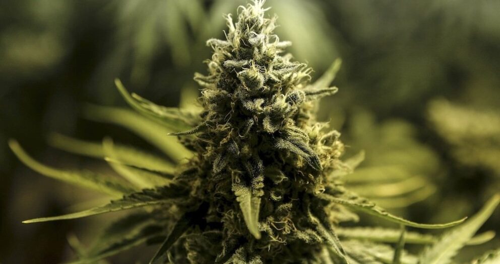 It’s ready, steady, grow as KZN sets up cannabis council