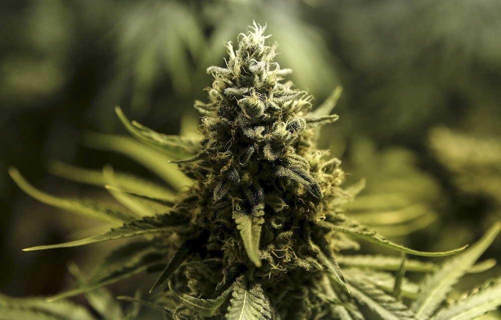 It’s ready, steady, grow as KZN sets up cannabis council