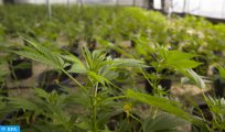 L’avenir de la culture du cannabis sous les projecteurs à Tanger