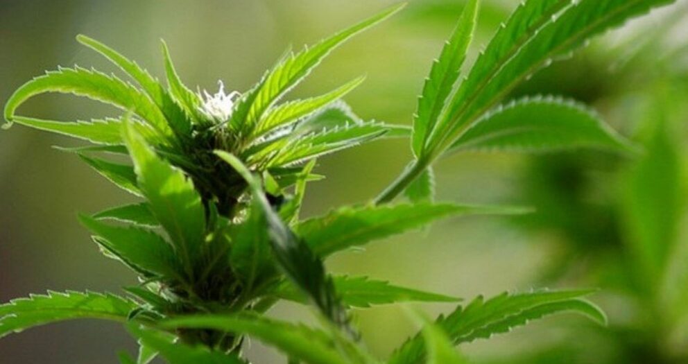 Sambreville : 2 ans de prison avec sursis pour avoir fait pousser près de 3000 plants de cannabis