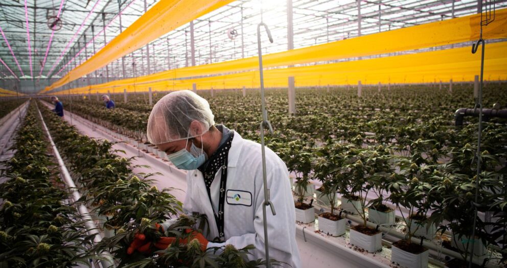 Cannabis-Legalisierung: »Genuss