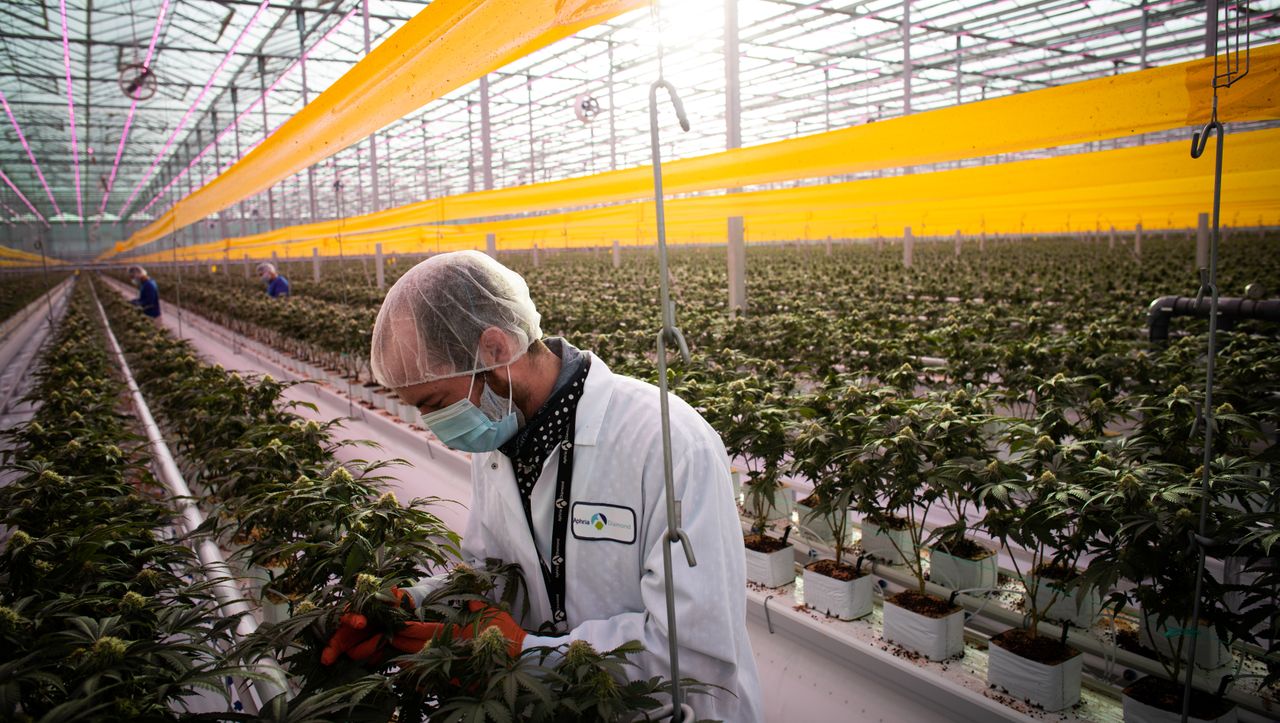 Cannabis-Legalisierung: »Genuss