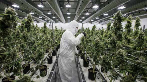 Culture du cannabis: voici comment seront formés les cultivateurs