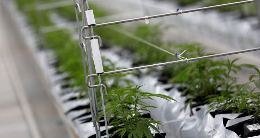 Longueuil police looking for stolen tires find 70 kilos of contraband cannabis