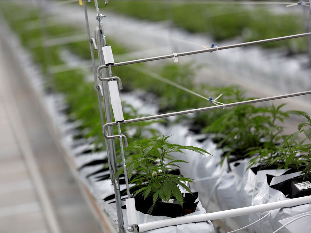 Longueuil police looking for stolen tires find 70 kilos of contraband cannabis