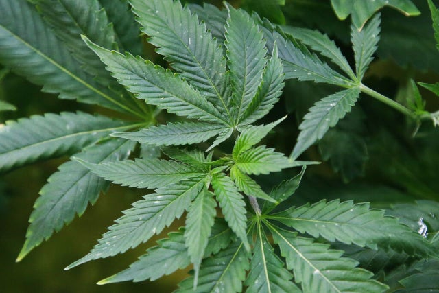 Ending federal cannabis ban expected to get vote in U.S. House this week