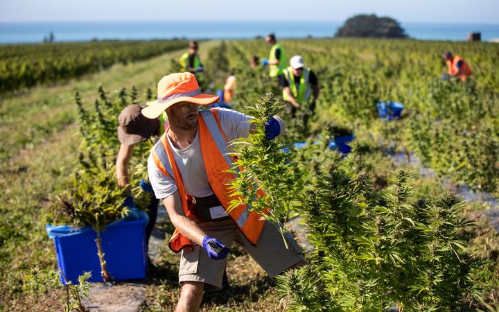 Cannabis farm gets $32m grant: ‘New generation coming into agriculture’