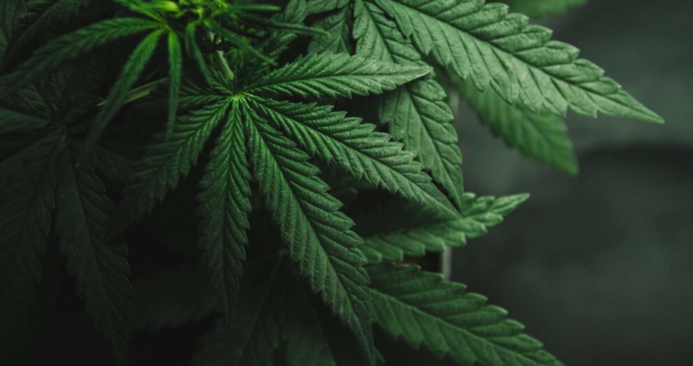 Présidentielle 2022 : la légalisation du cannabis favorise-t-elle la consommation chez les jeunes ?