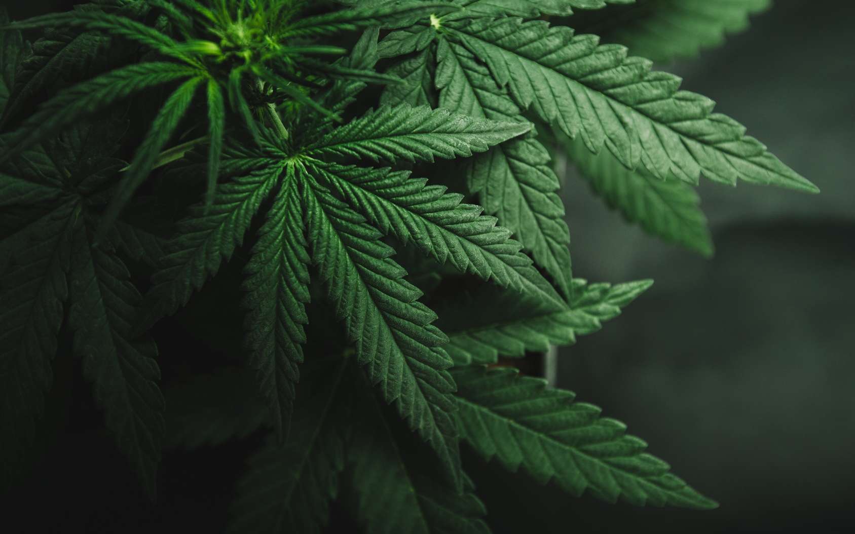 Présidentielle 2022 : la légalisation du cannabis favorise-t-elle la consommation chez les jeunes ?