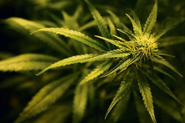 Man admits personal possession of £12k-worth of cannabis