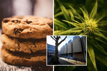 Drug driver ‘didn’t know’ cookies at party contained cannabis, court hears