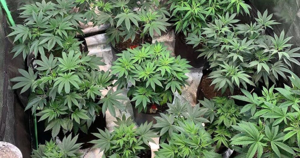 House debates JSC report on cannabis bill Wednesday