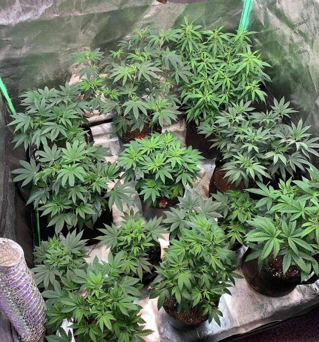 House debates JSC report on cannabis bill Wednesday
