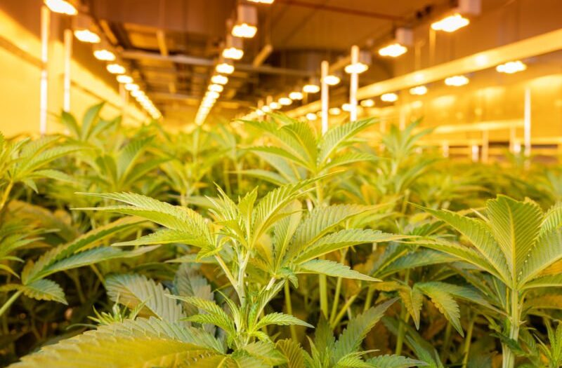 Erstes deutsches Startup liefert Cannabis an die Bundesregierung