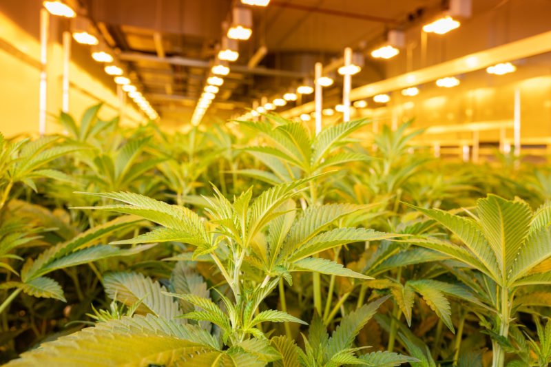 Erstes deutsches Startup liefert Cannabis an die Bundesregierung