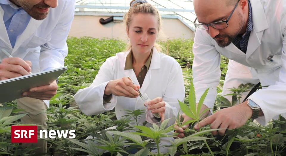 Cannabis-Versuch: Zu Besuch bei den Lieferanten aus dem Aargau