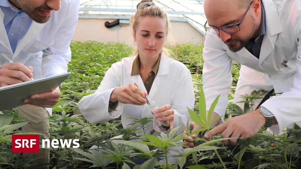 Cannabis-Versuch: Zu Besuch bei den Lieferanten aus dem Aargau