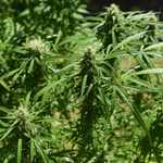 Man arrested on suspicion of running cannabis farm network