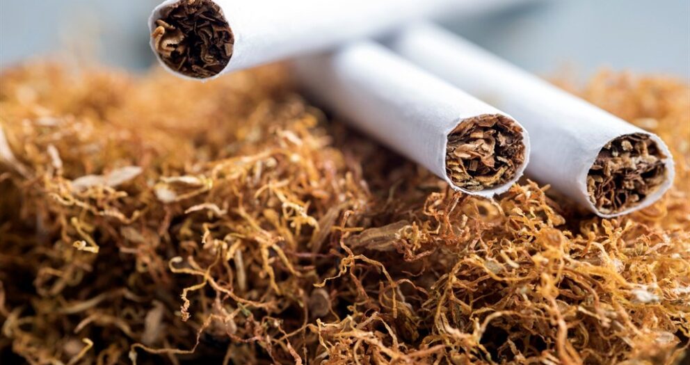 News24.com | As tobacco burns out, Malawi looks to cannabis