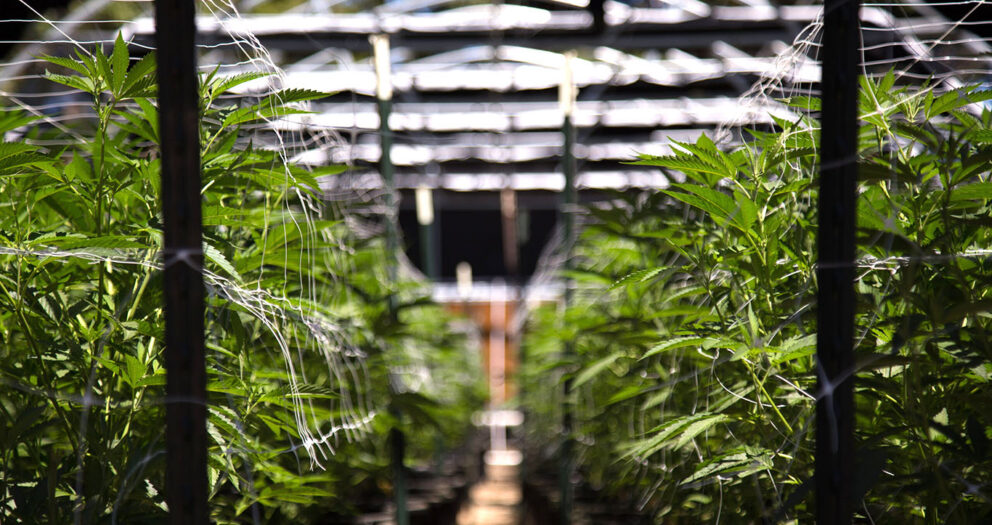 Cannabis e imigração