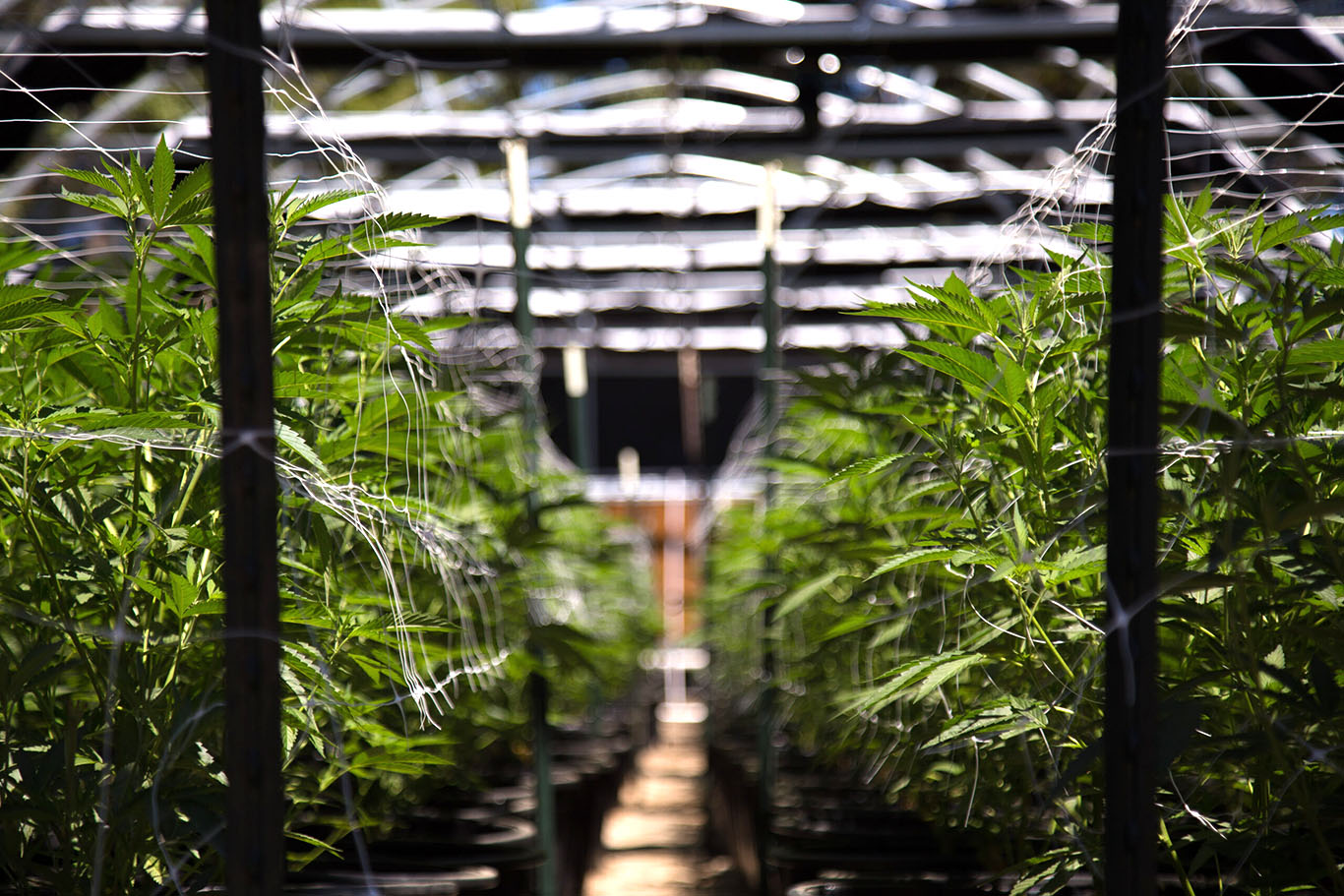 Cannabis e imigração