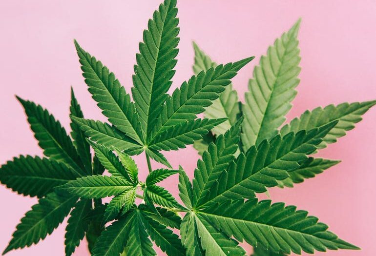 This Web3 platform could help craft cannabis compete against big business