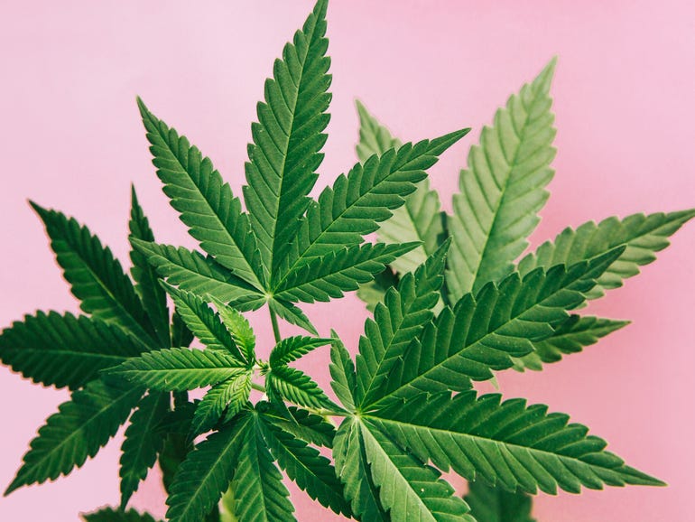 This Web3 platform could help craft cannabis compete against big business