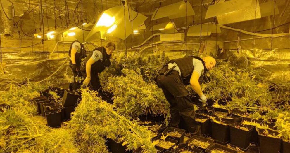 Faits divers : une plantation indoor de cannabis de 60 m2 découverte par les gendarmes