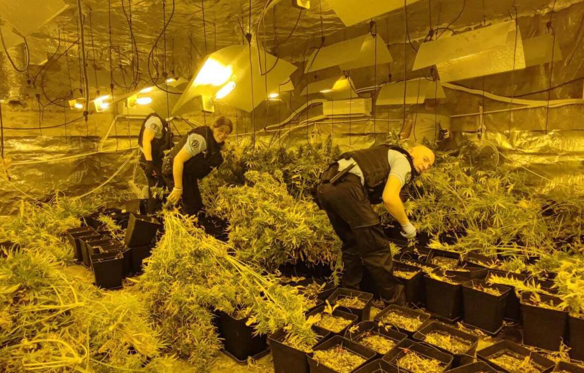 Faits divers : une plantation indoor de cannabis de 60 m2 découverte par les gendarmes